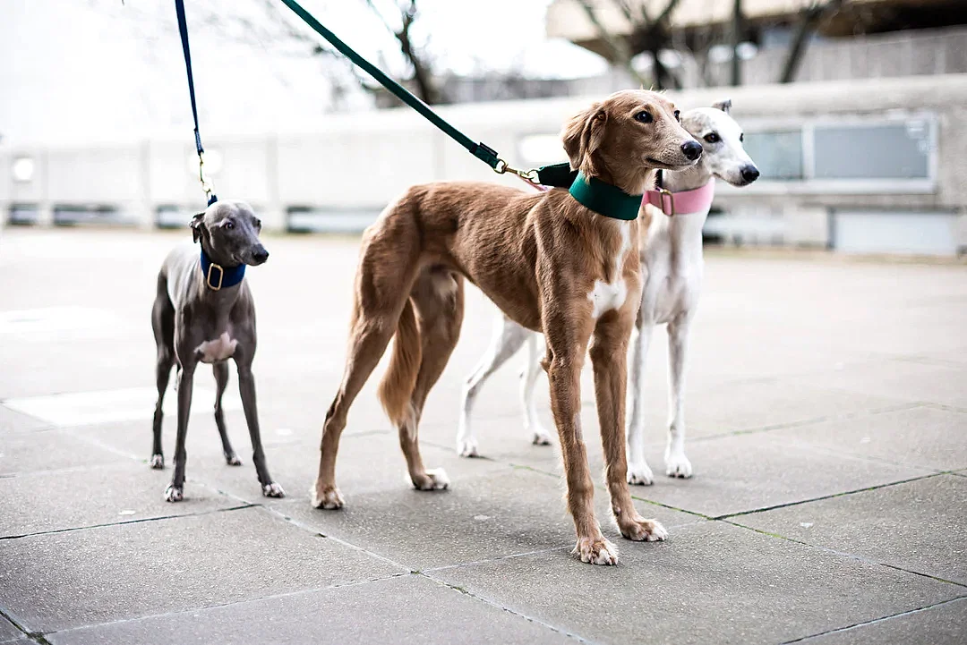 Sighthounds