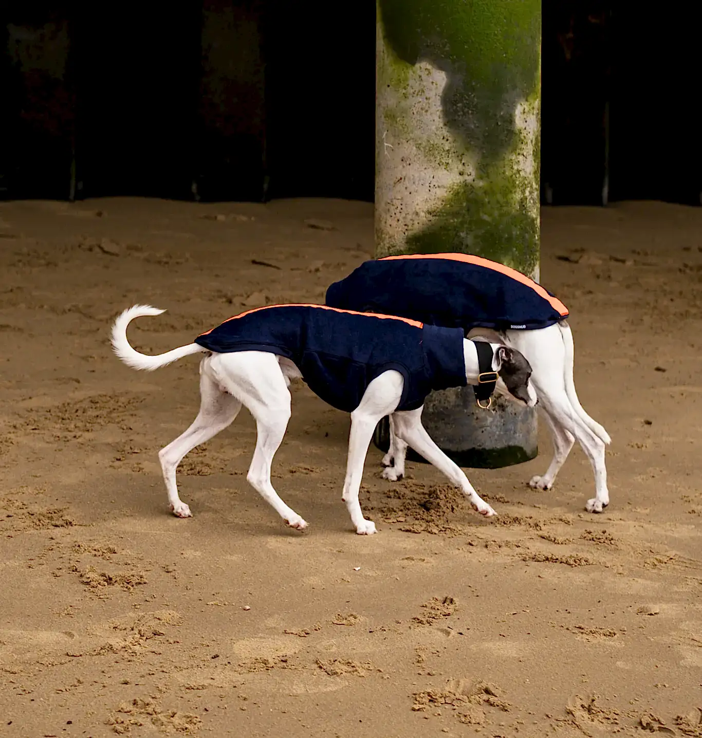 Dogsnug Night & Rain Whippet Jumper